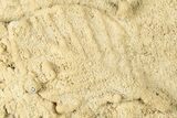 Fossil Leaves Preserved In Travertine - Austria #301610-1